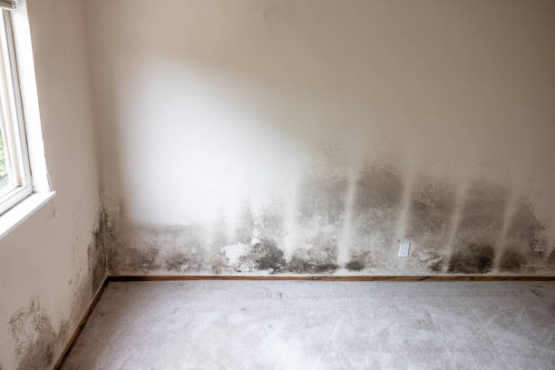 Best Comprehensive Air Testing for Mold Contaminants  in Stanton, NE