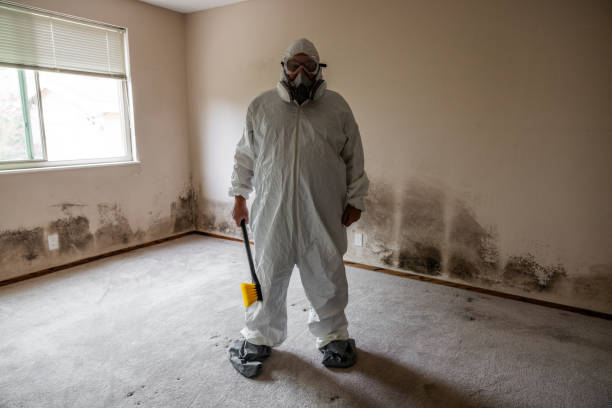 Best Basement Mold Removal  in Stanton, NE